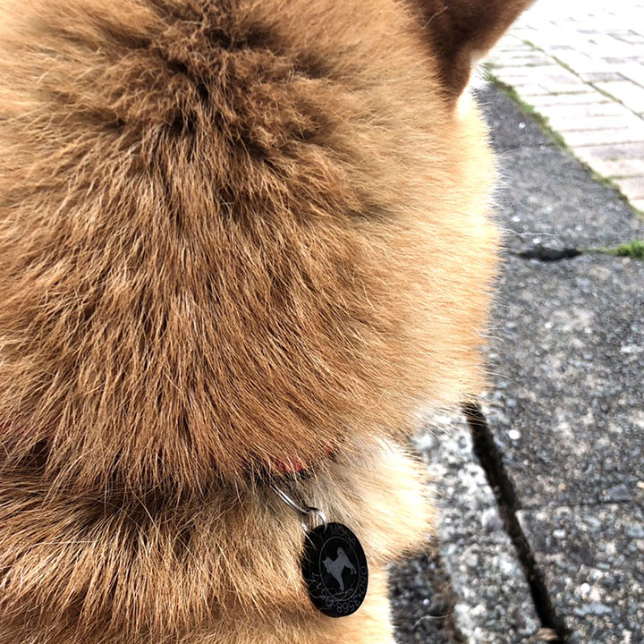迷子札 犬 アクリル サークル ブラックタイプ（30mm）ペット ドッグ ネーム タグ 愛犬用に まいごふだ